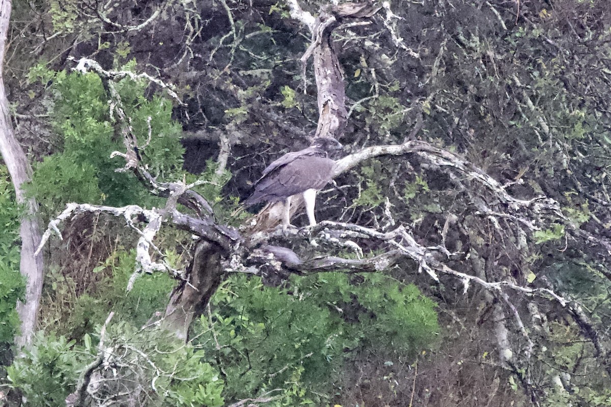 Martial Eagle - ML643107403