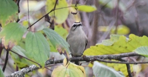 Golden-crowned Kinglet - ML643107404