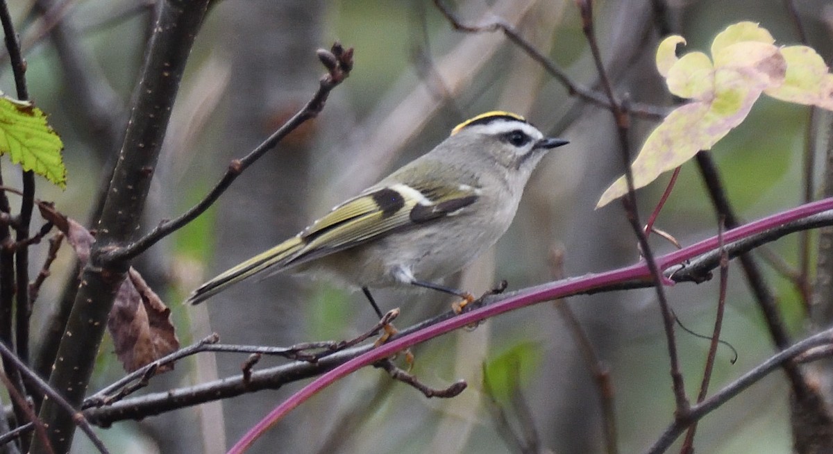 Golden-crowned Kinglet - ML643107405