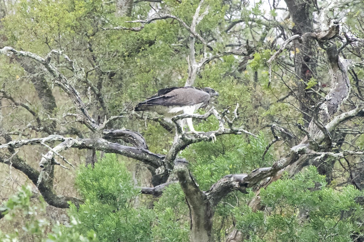 Martial Eagle - ML643107408