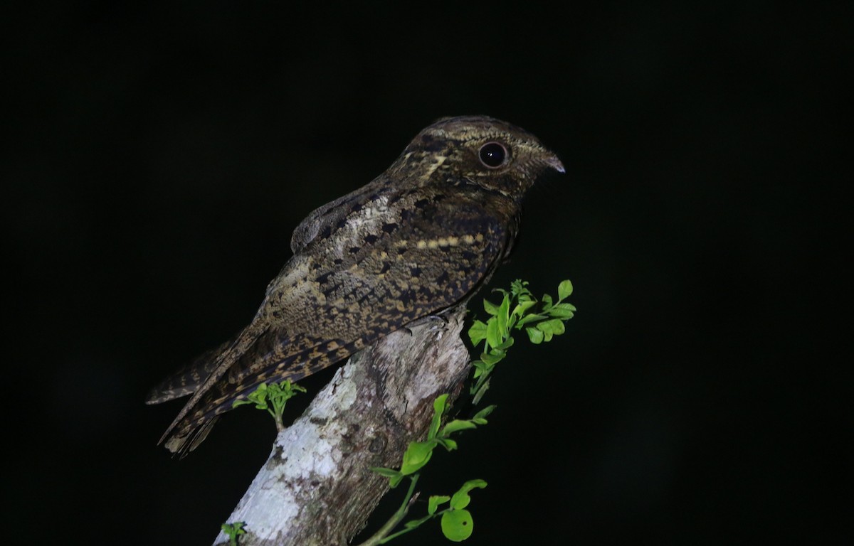 Chuck-will's-widow - ML643107416