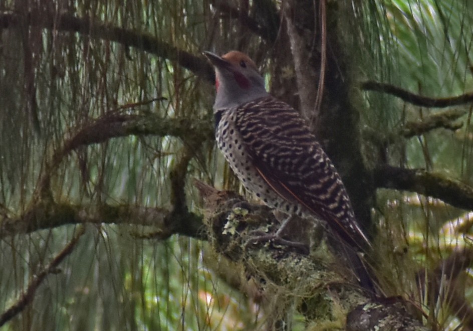 Guatemalan Flicker - ML643107417