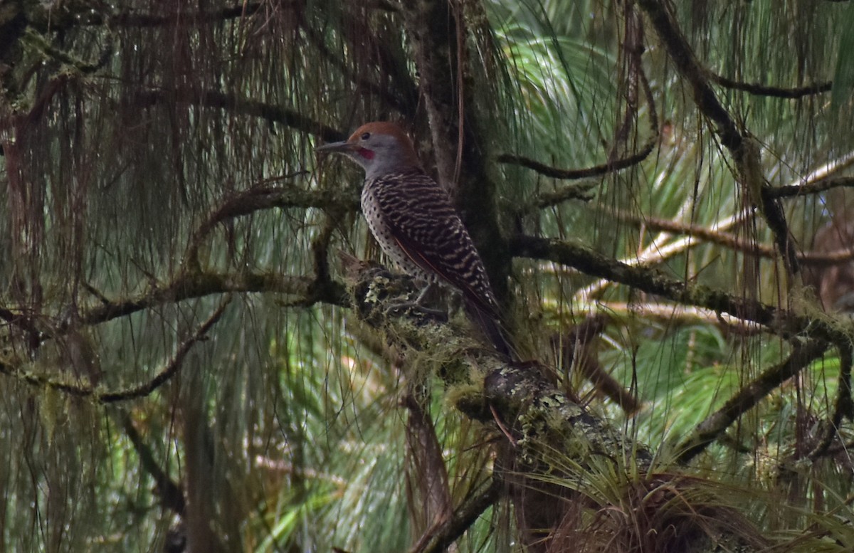 Guatemalan Flicker - ML643107418