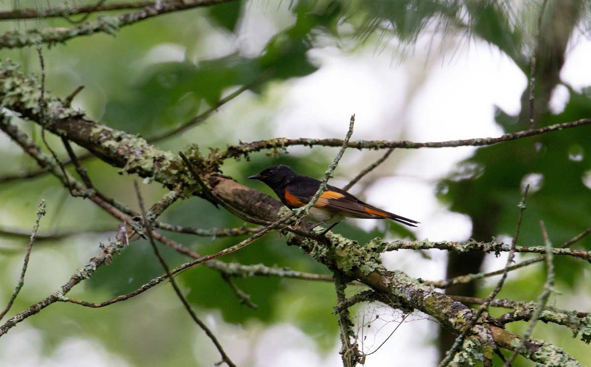 American Redstart - ML643107442