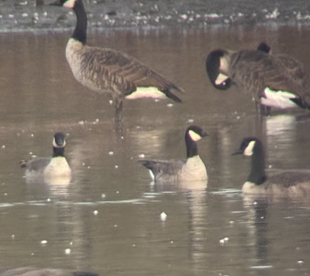 Cackling Goose - ML643107446