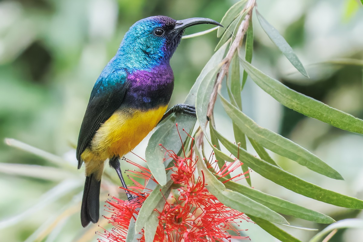 Variable Sunbird - ML643107478