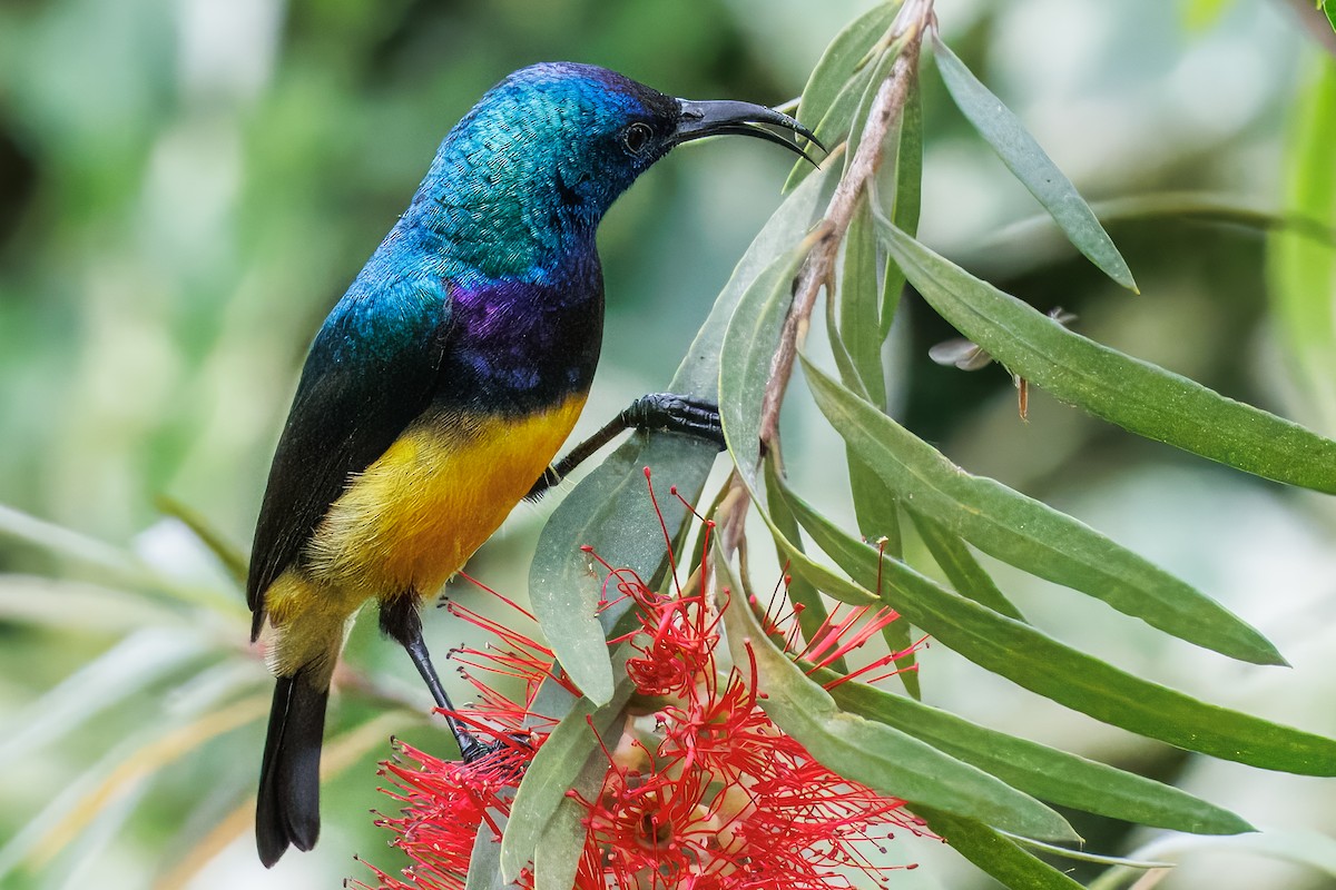 Variable Sunbird - ML643107480