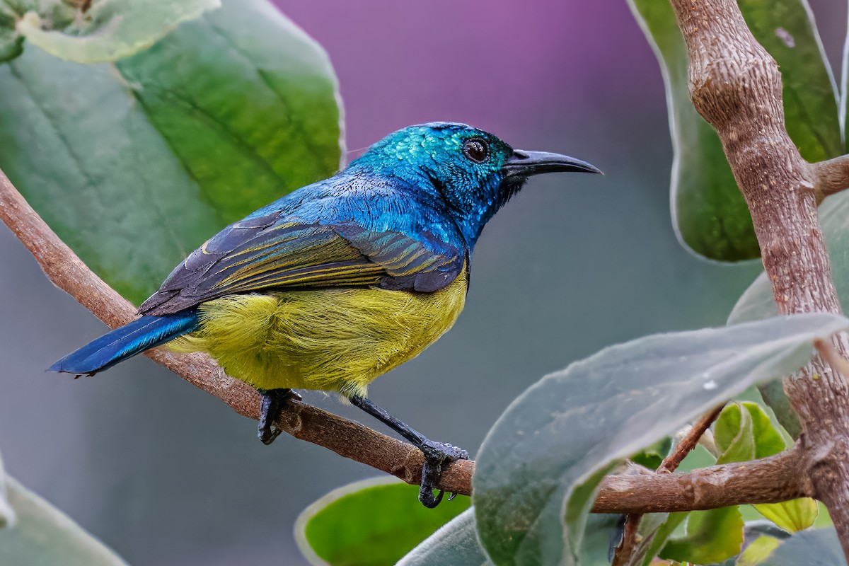 Variable Sunbird - ML643107481
