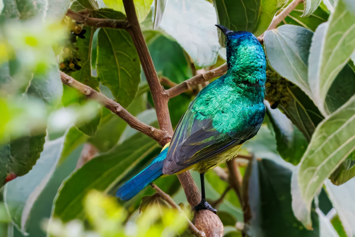 Variable Sunbird - ML643107483