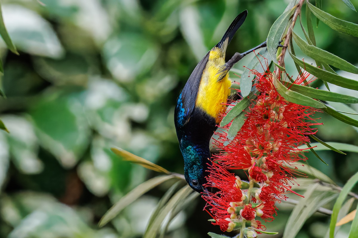 Variable Sunbird - ML643107485