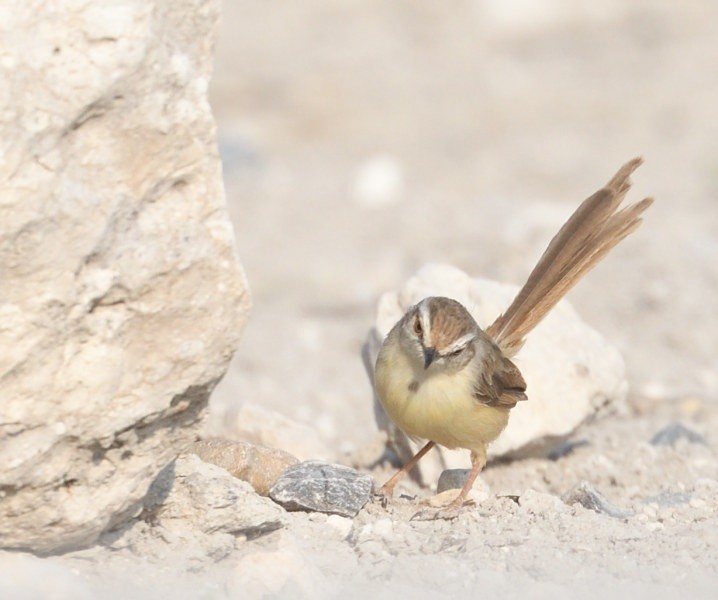 Black-chested Prinia - ML643107486