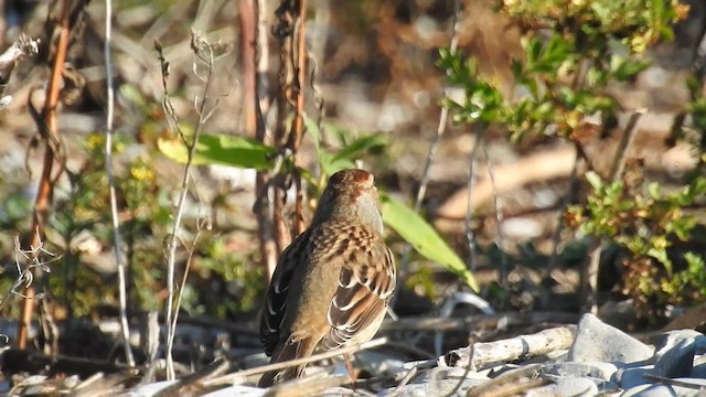 White-crowned Sparrow - ML643107492