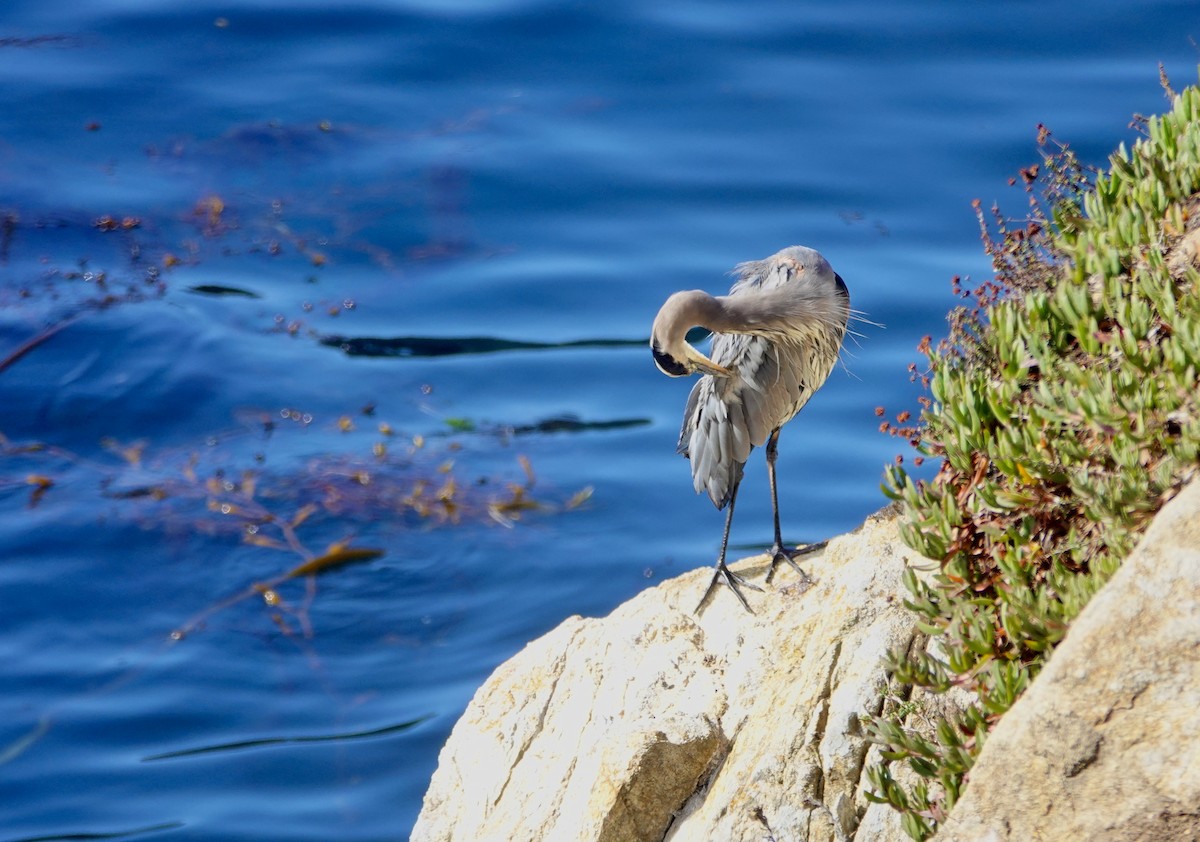 Great Blue Heron (Great Blue) - ML643107534