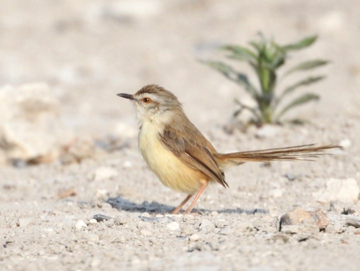 Black-chested Prinia - ML643107536
