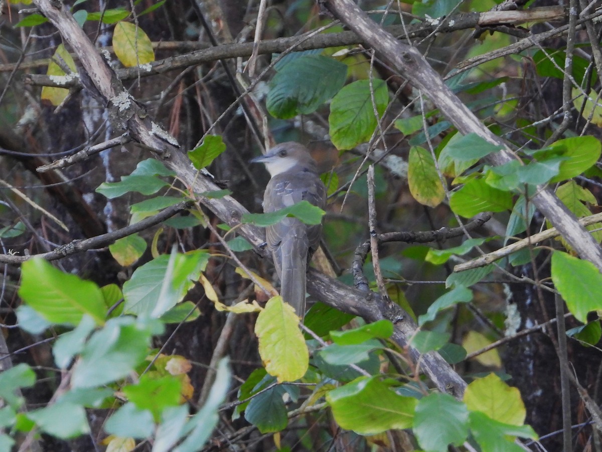 Black-billed Cuckoo - ML643107551