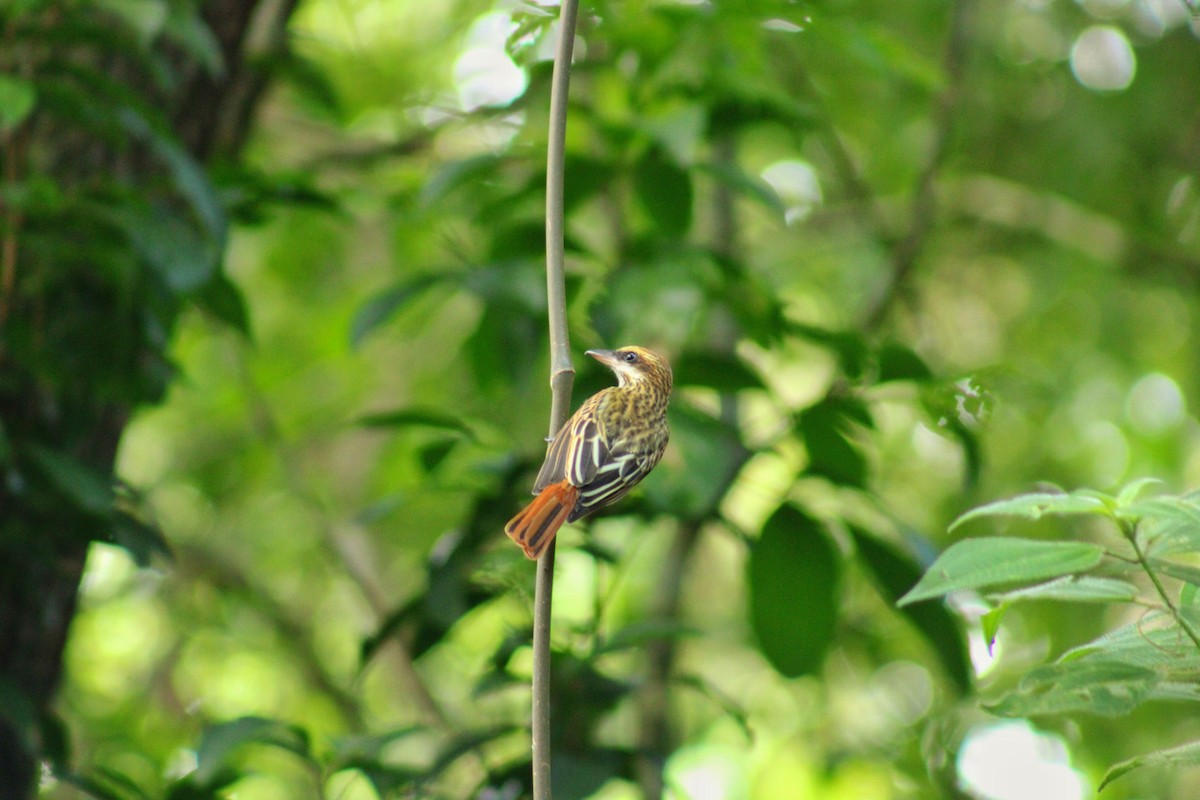 Streaked Flycatcher - ML643107589
