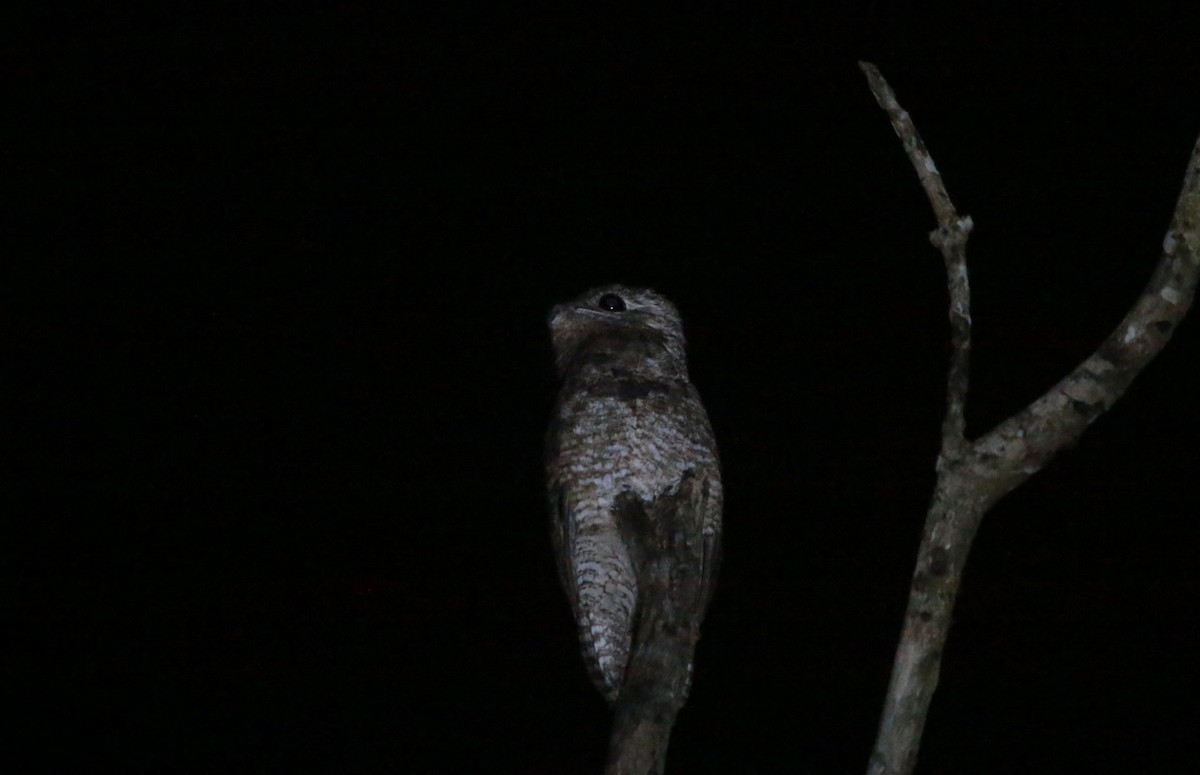 Great Potoo - ML643107601