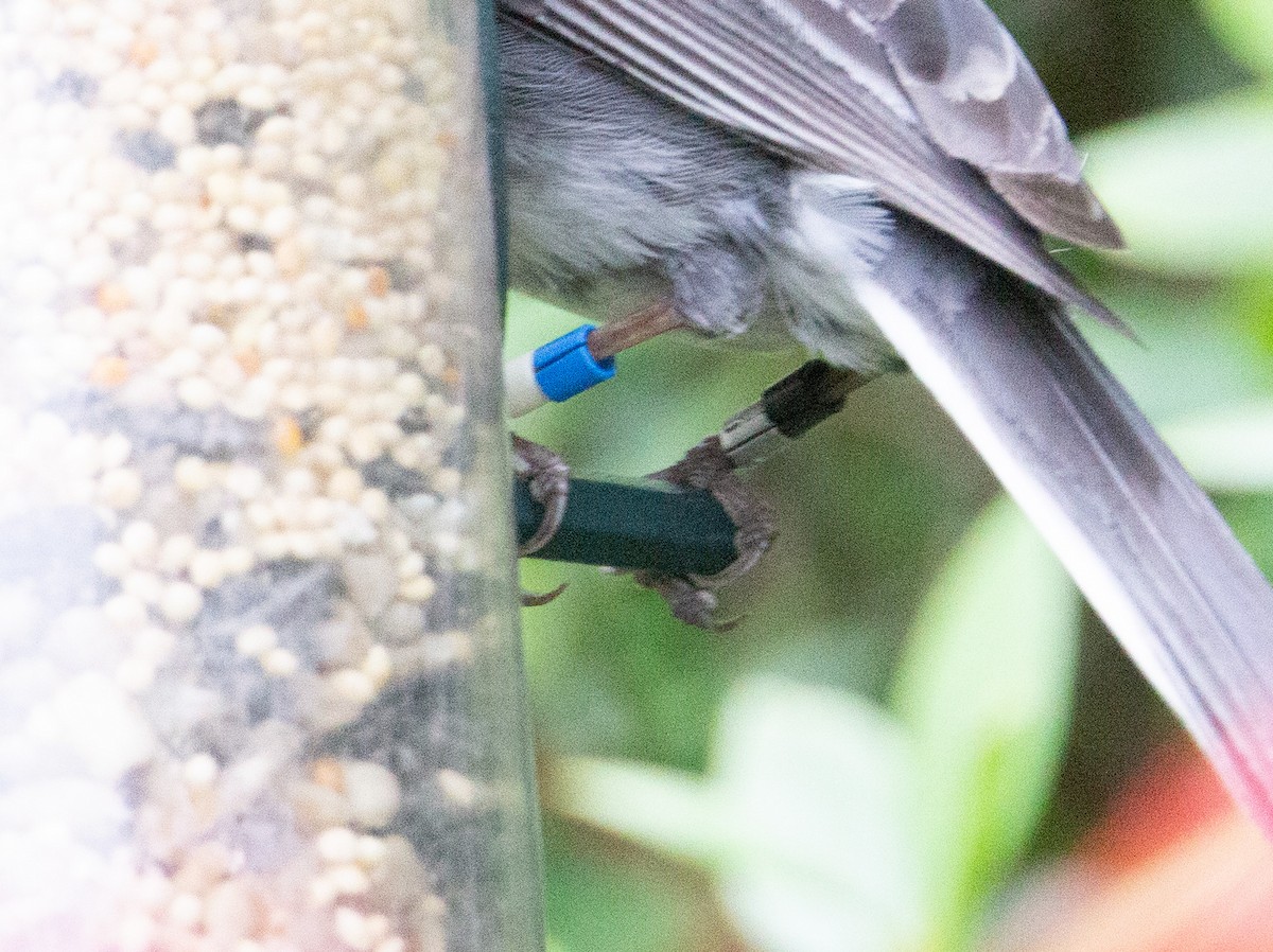 Dark-eyed Junco - ML643107611