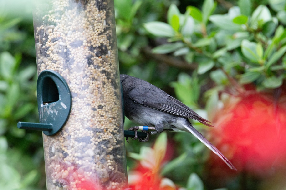 Dark-eyed Junco - ML643107612