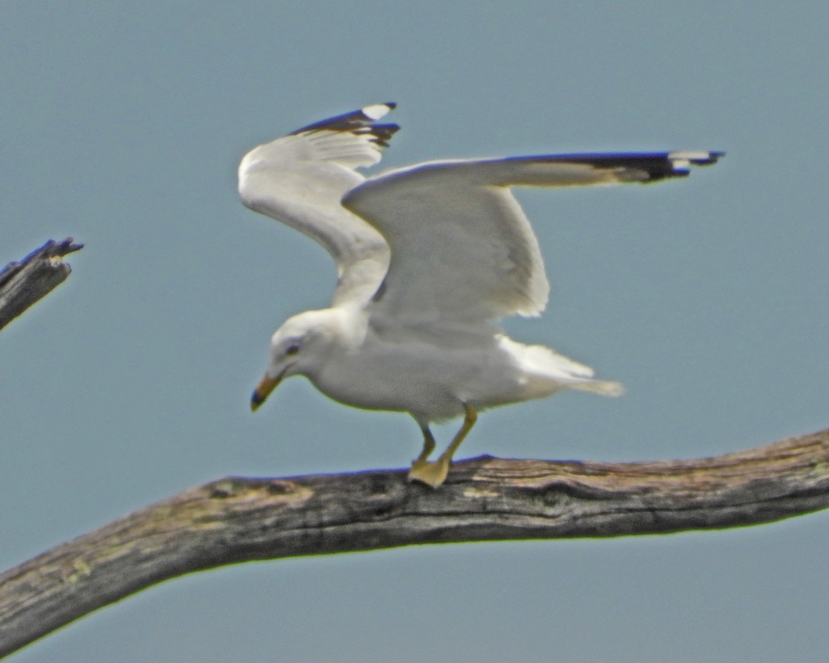 Ring-billed Gull - ML643107616
