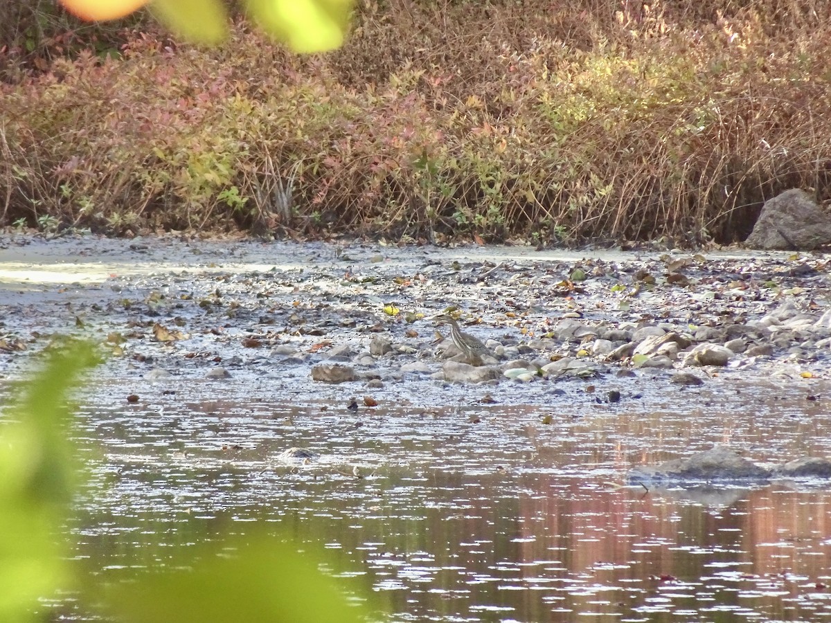 Green Heron - ML643107621
