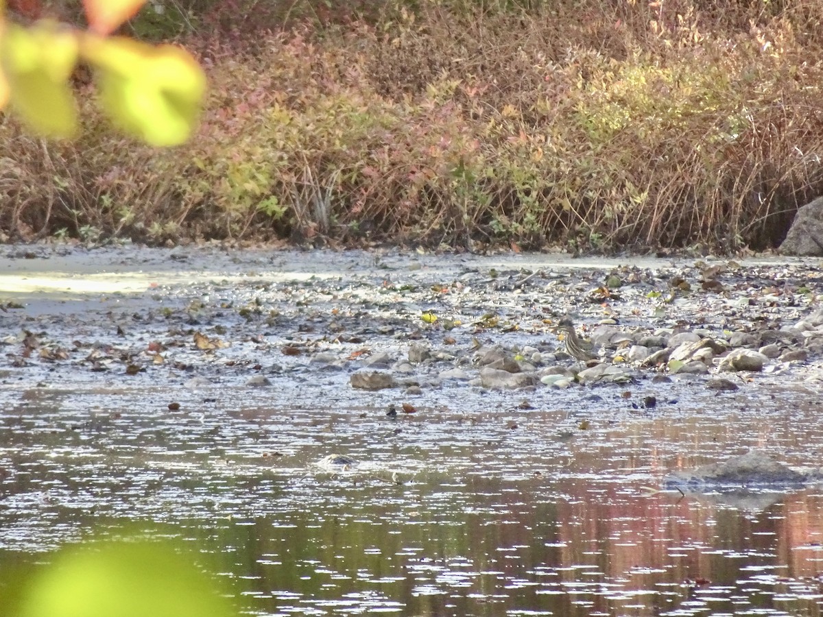 Green Heron - ML643107622