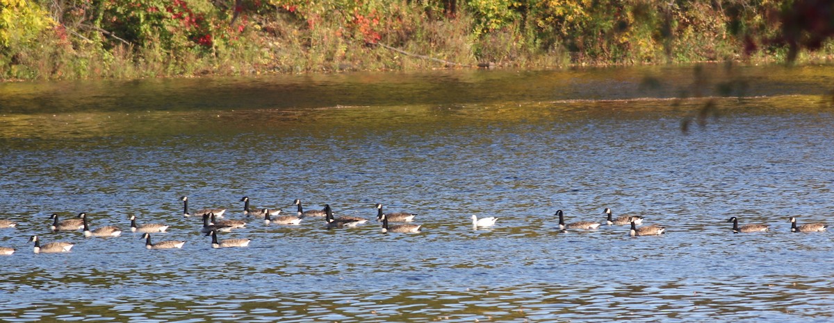 Ross's Goose - ML643107646