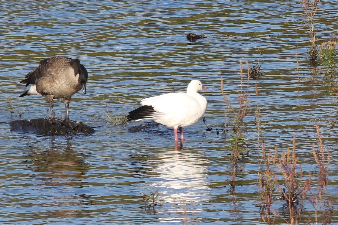 Ross's Goose - ML643107647