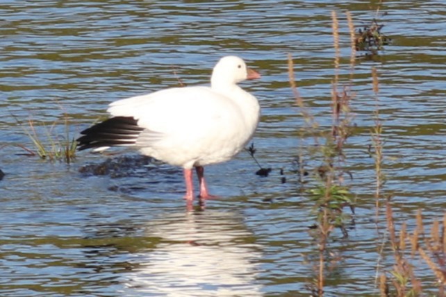 Ross's Goose - ML643107648