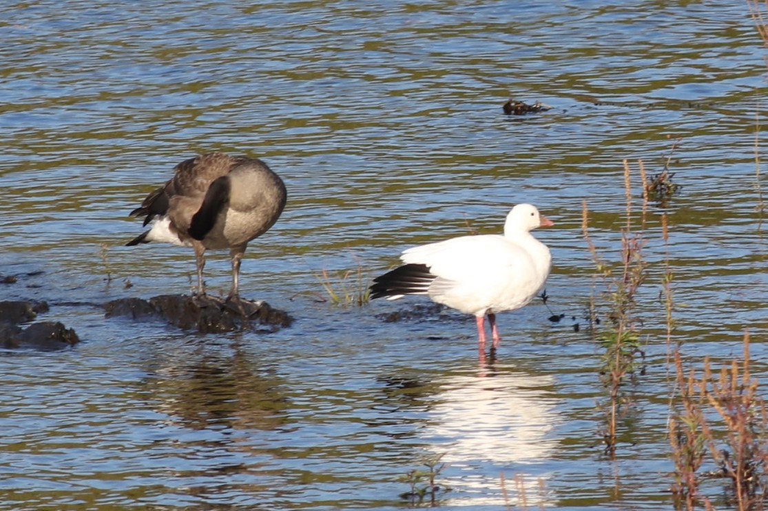 Ross's Goose - ML643107649