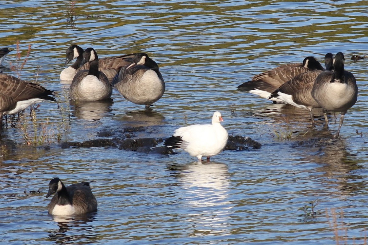 Ross's Goose - ML643107651