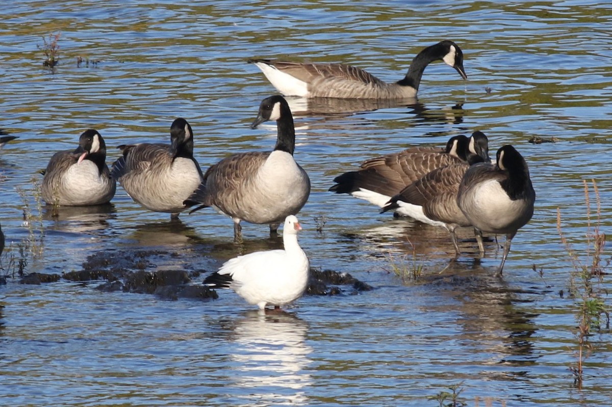 Ross's Goose - ML643107652