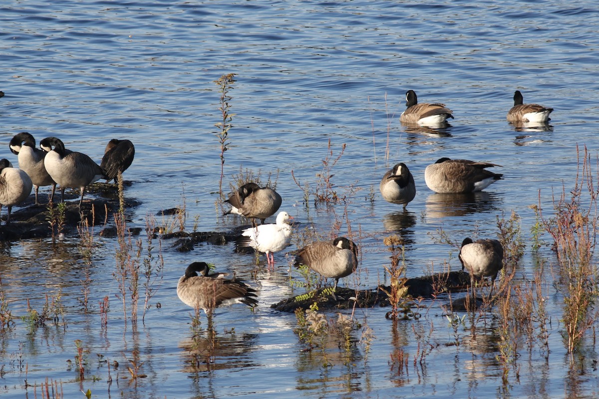 Ross's Goose - ML643107653