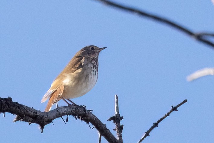 Hermit Thrush - ML643107695