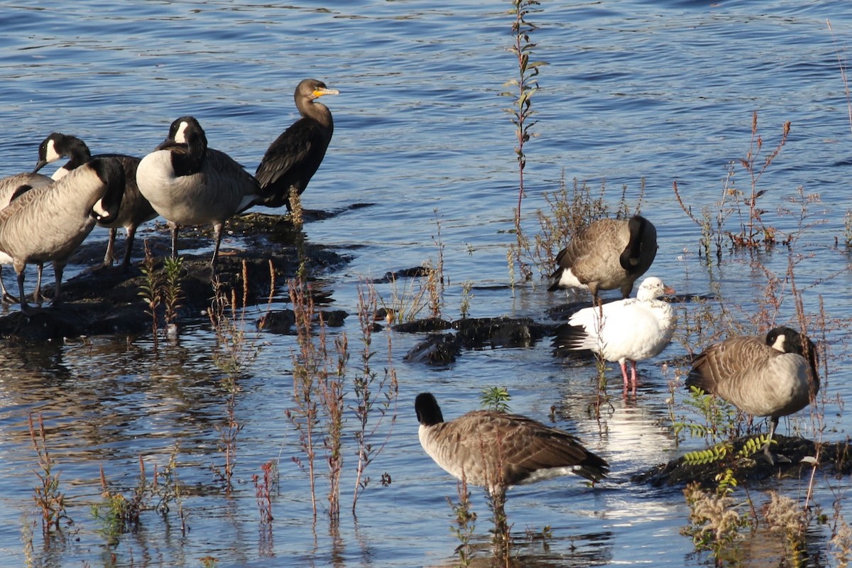 Double-crested Cormorant - ML643107696