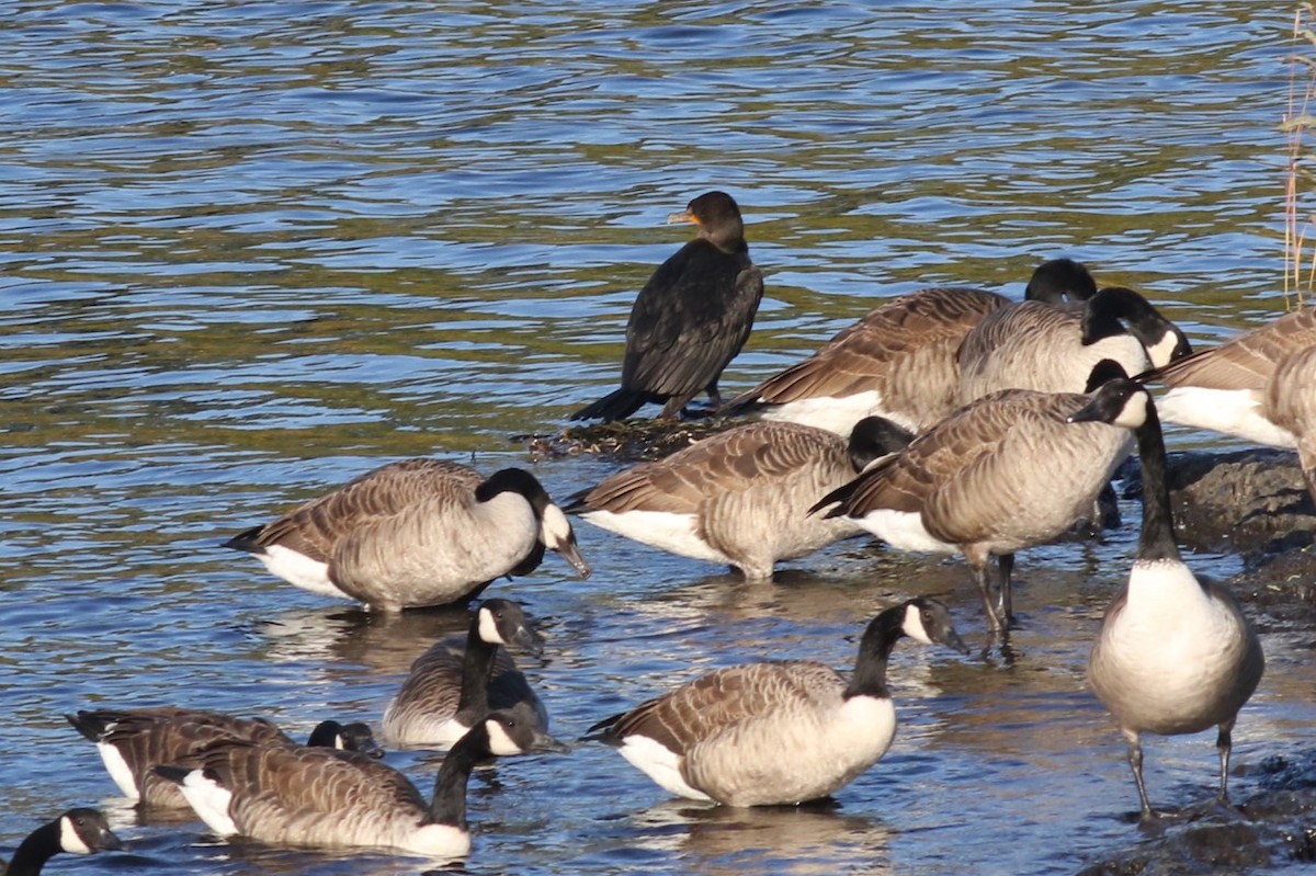 Double-crested Cormorant - ML643107697