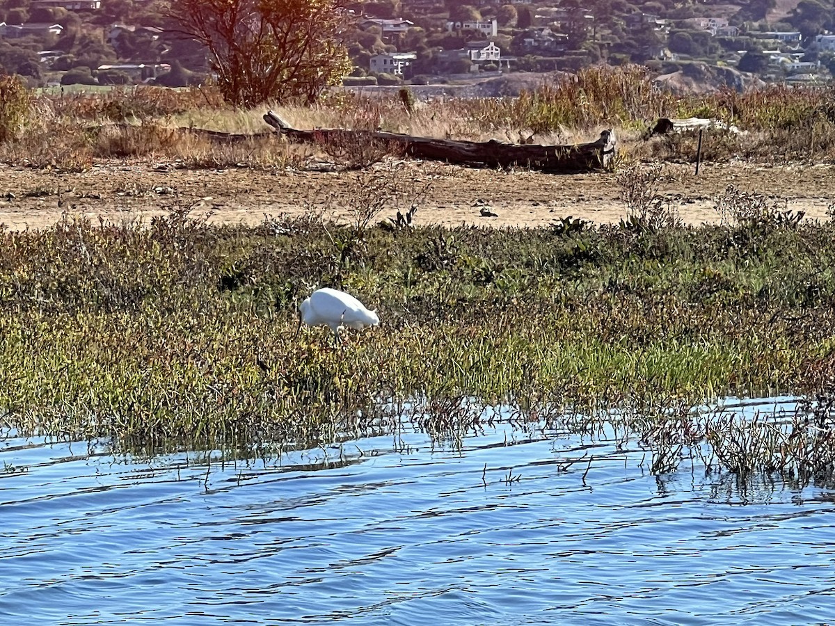 Snowy Egret - ML643107700