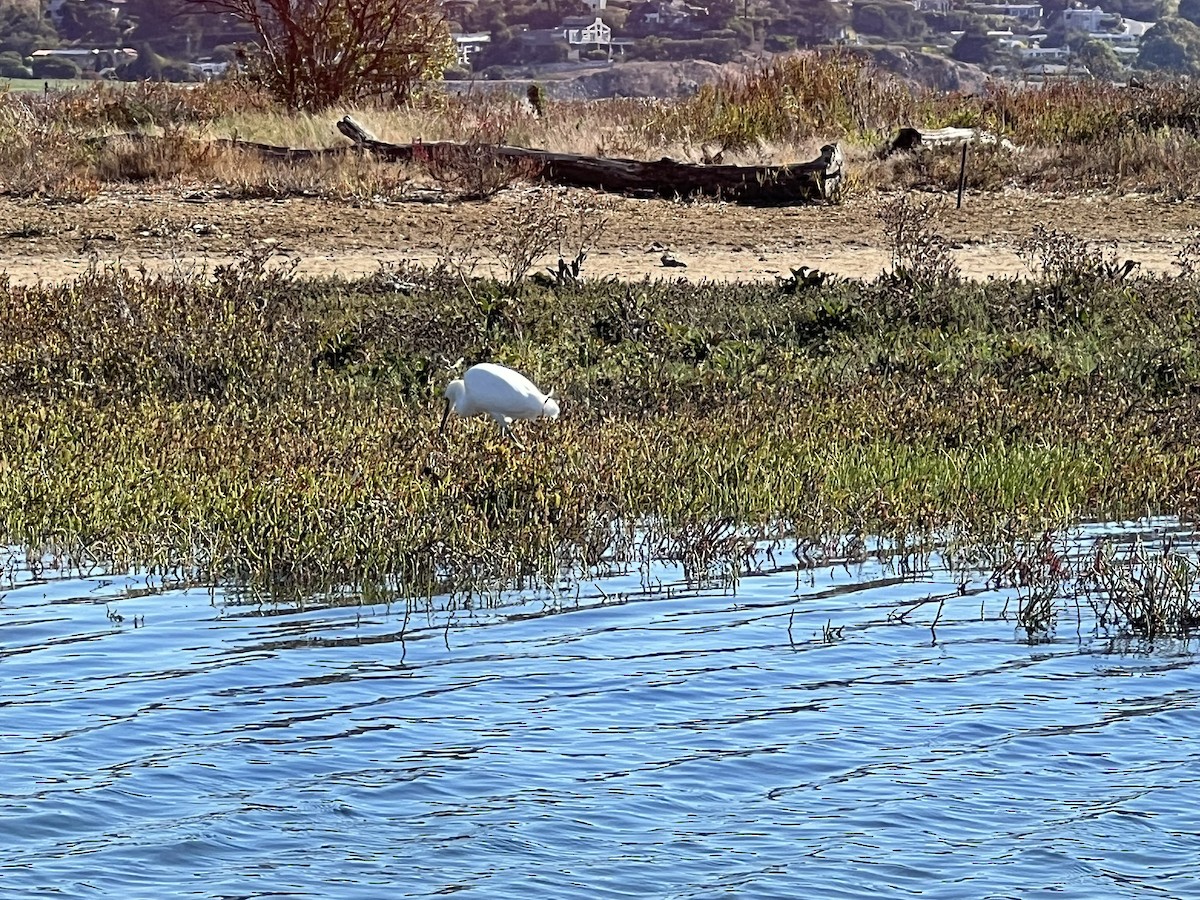 Snowy Egret - ML643107701