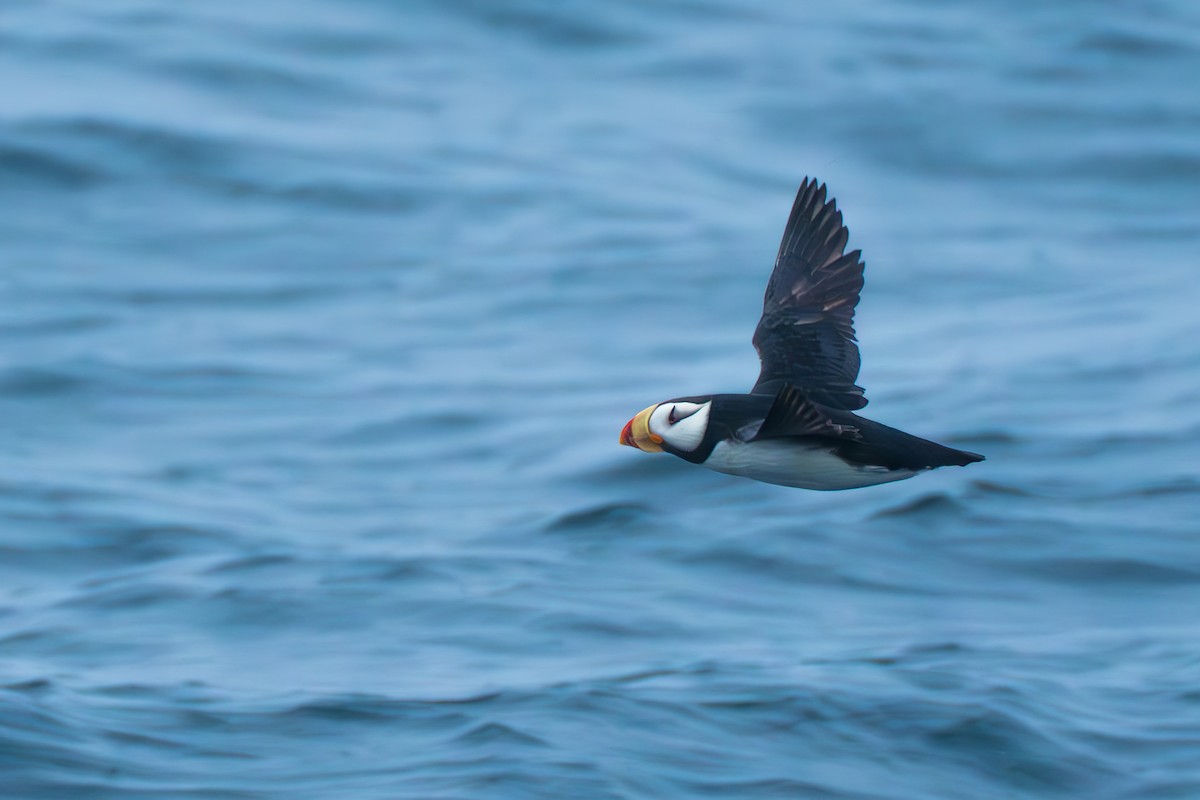 Horned Puffin - ML643107703