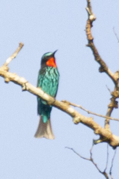 Black Bee-eater - ML643107705