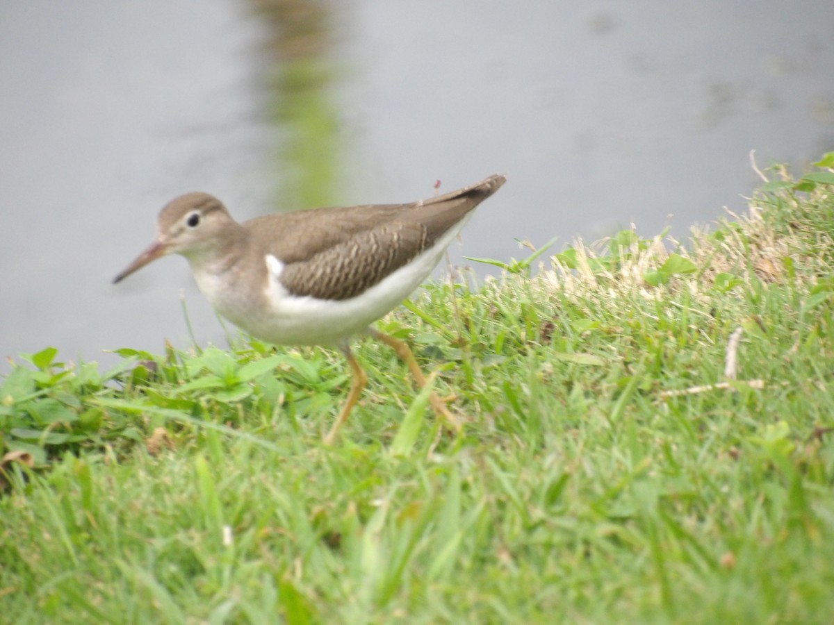 Spotted Sandpiper - ML643107706