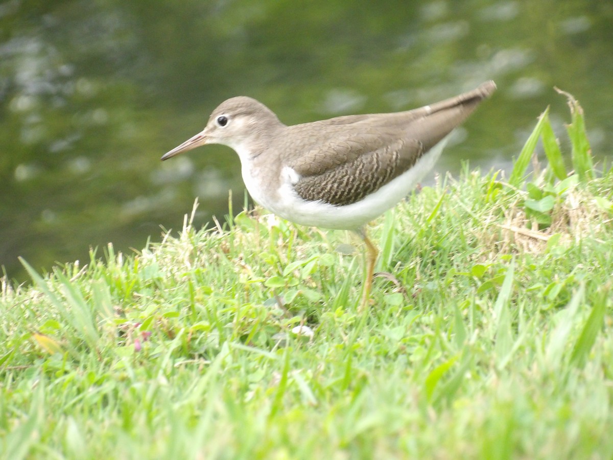 Spotted Sandpiper - ML643107707