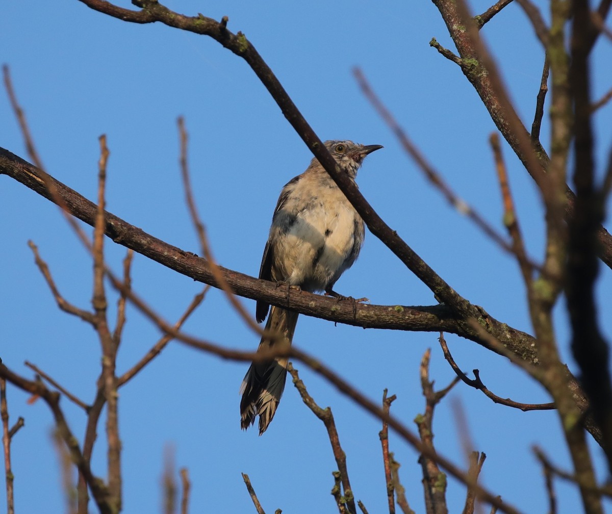 Northern Mockingbird - ML643107708