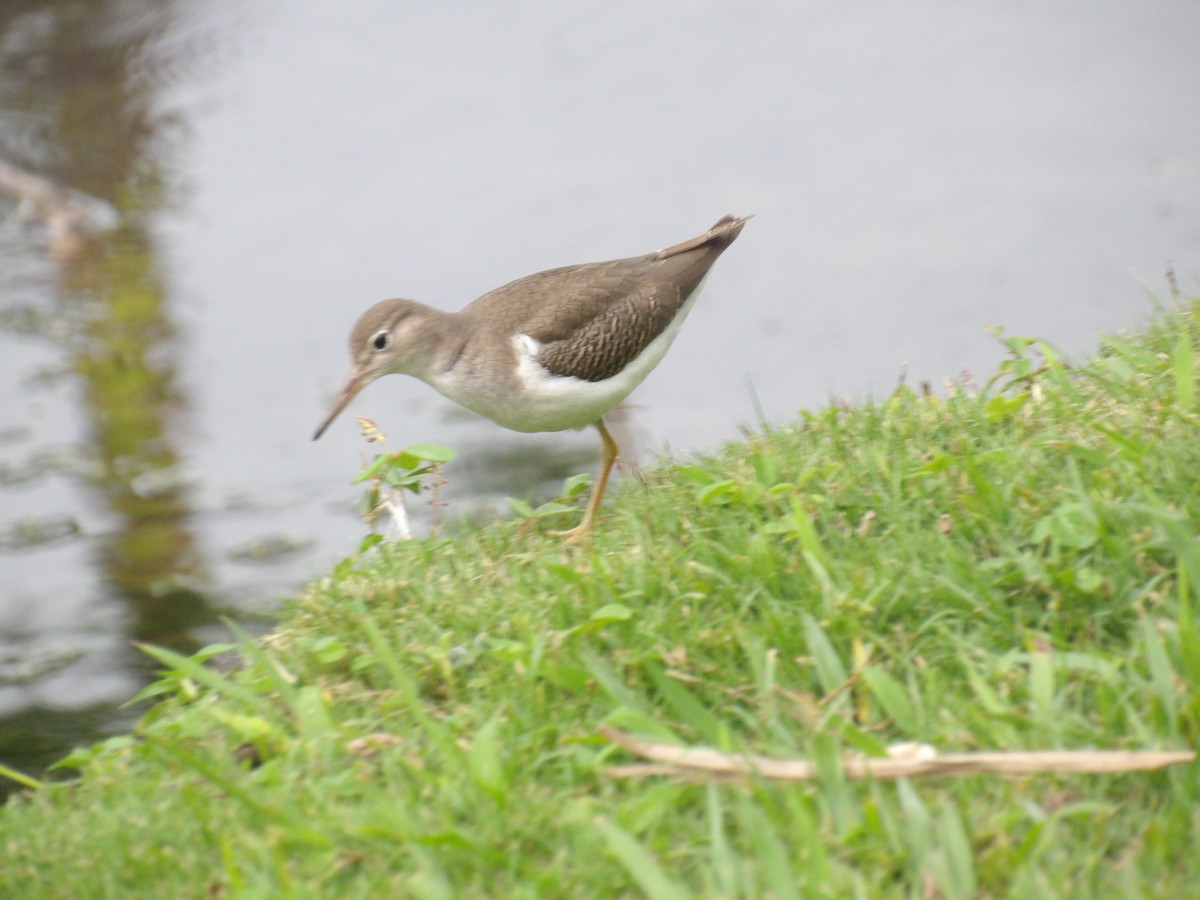 Spotted Sandpiper - ML643107709