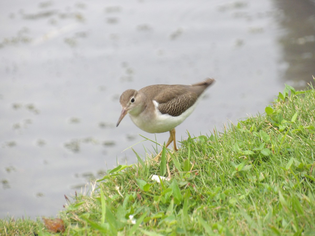 Spotted Sandpiper - ML643107710