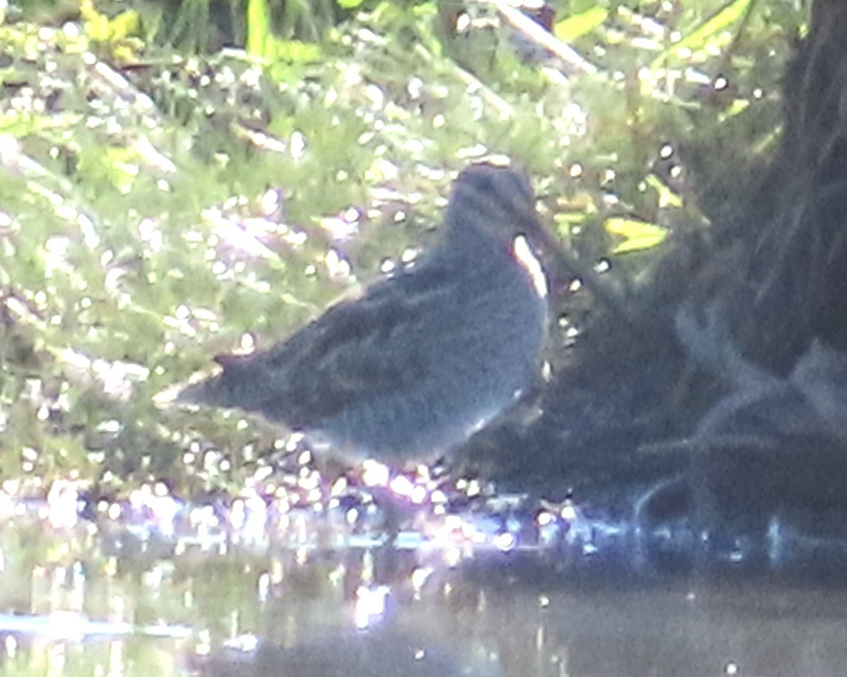 Wilson's Snipe - ML643107711