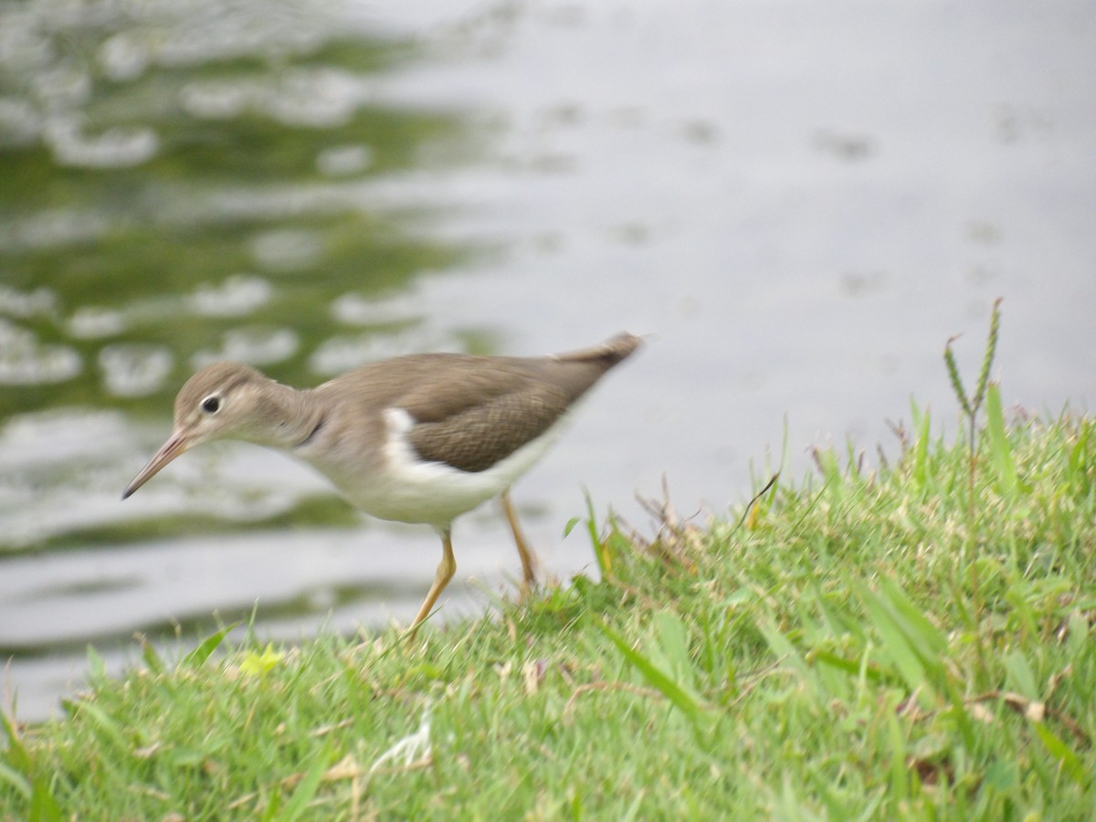 Spotted Sandpiper - ML643107712