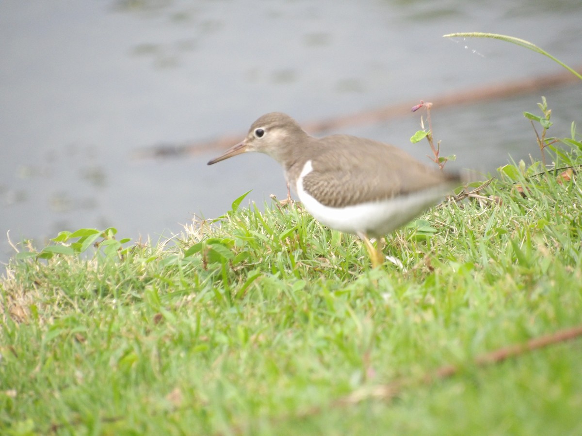 Spotted Sandpiper - ML643107713