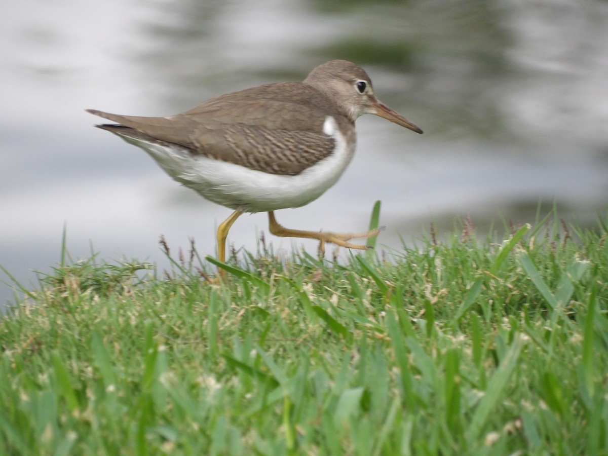 Spotted Sandpiper - ML643107715