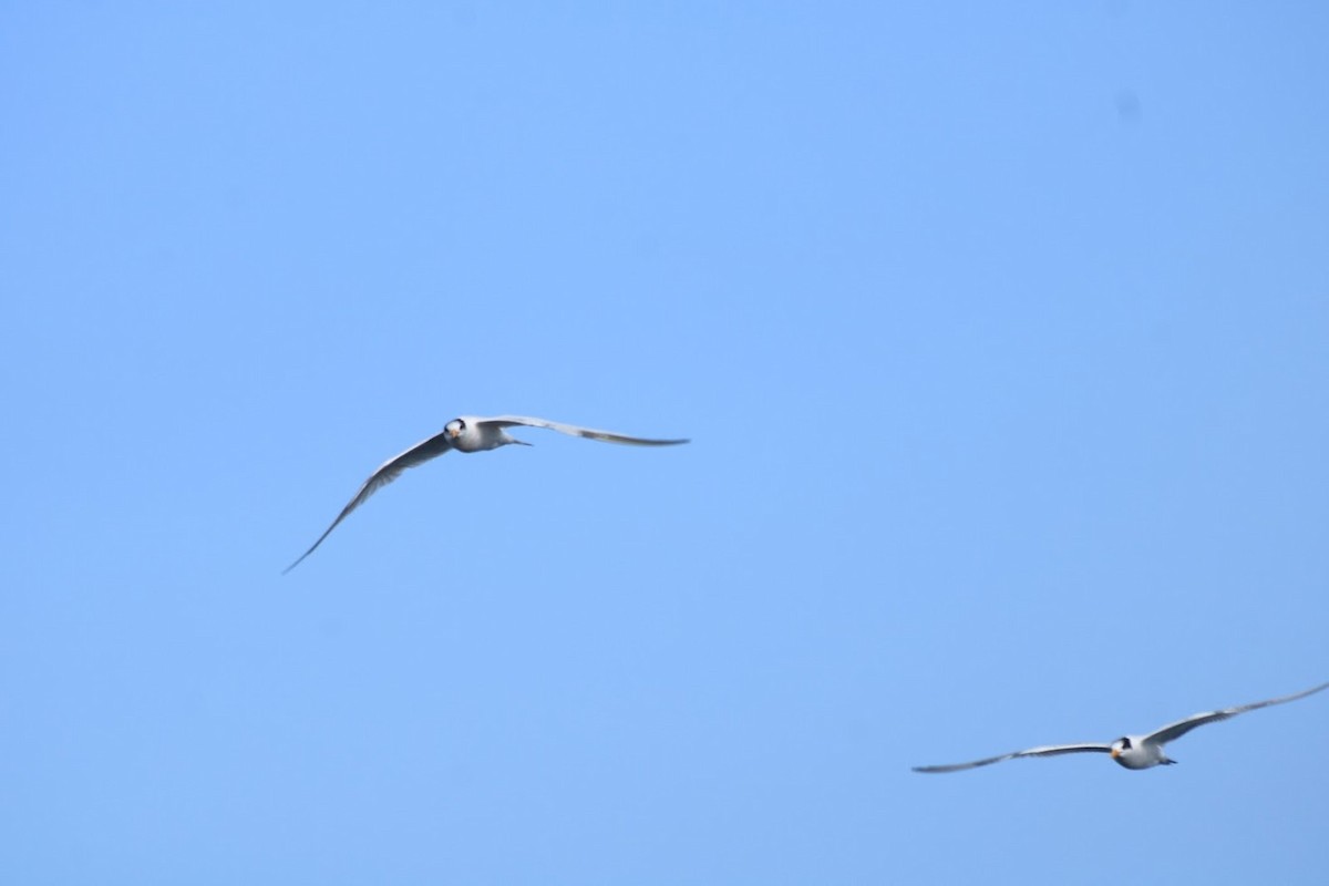 Elegant Tern - ML643107717
